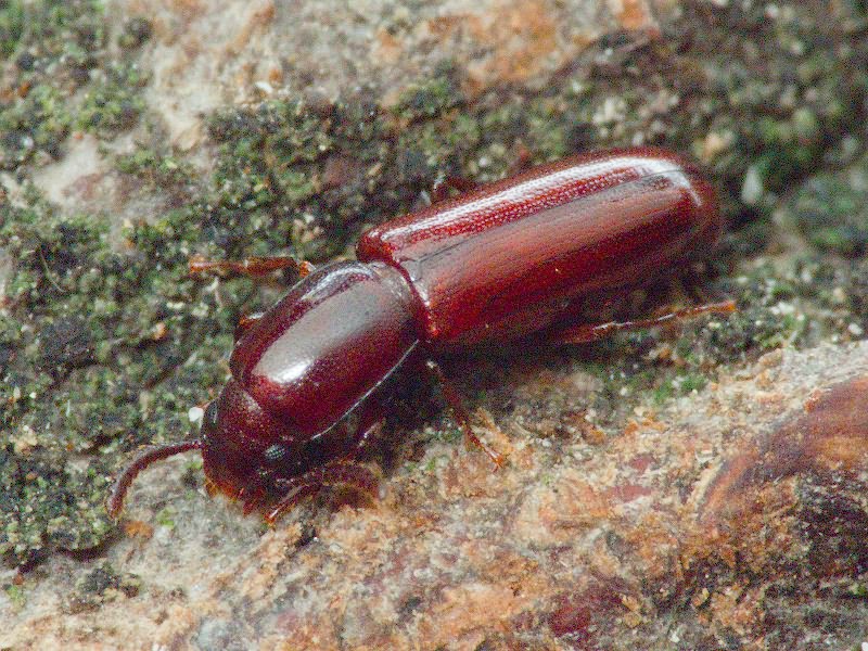 Corticeus unicolor Piller & Mitterpacher, 1783